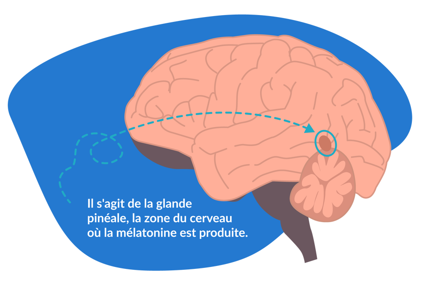 glande pinéale